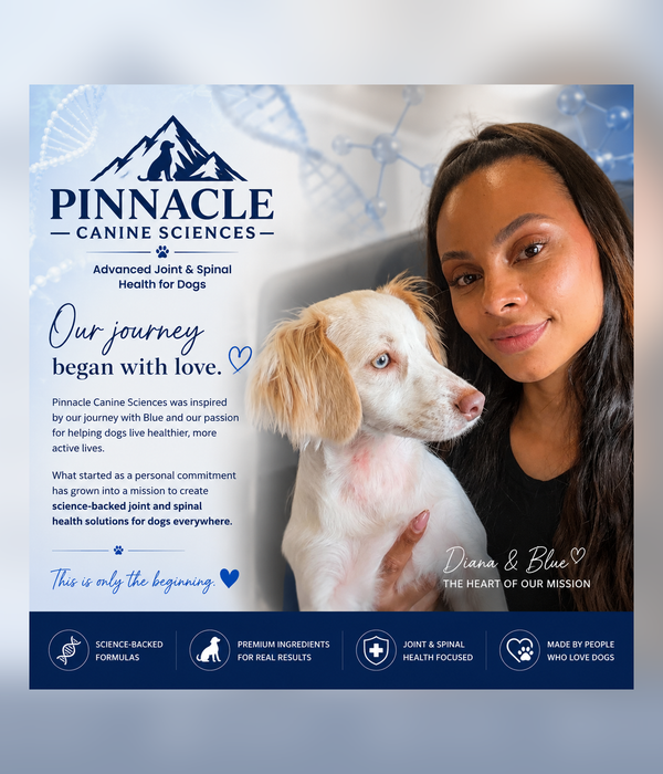 Blue — Miniature Dachshund and certified service dog, the inspiration behind Pinnacle Canine Sciences