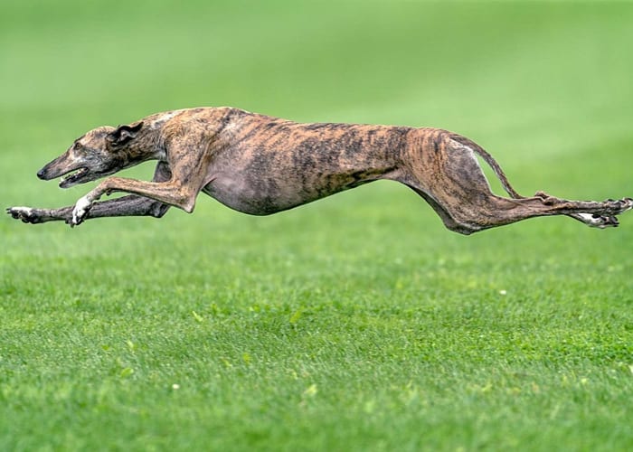 Veterinary researcher reviewing canine nutrition science